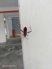 Cloresmini