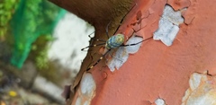 Trichonephila clavata