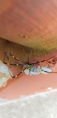 Trichonephila clavata