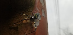 Trichonephila clavata