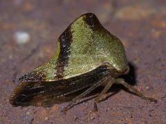 Telamona excelsa