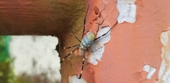 Trichonephila clavata