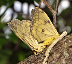 Pseudaphelia apollinaris