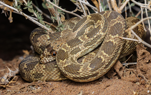 Royal Snake, Spalerosophis diadema