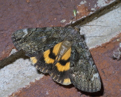 Catocala minuta