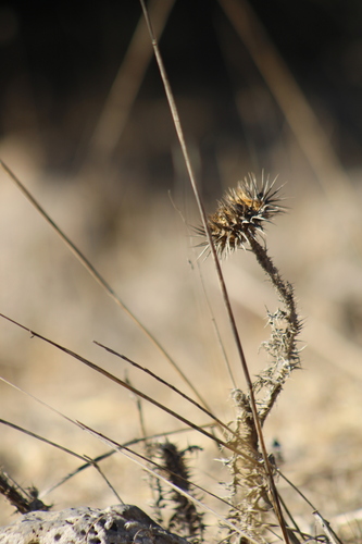 Cotton Thistle (Onopordum blancheanum)