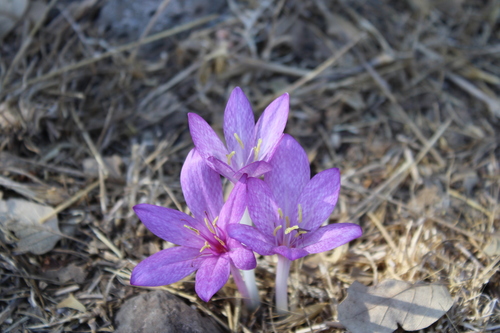 Colchicum feinbruniae