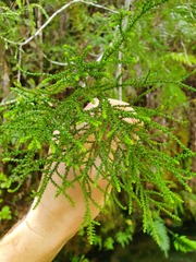 Lepidothamnus intermedius