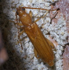 Smodicum cucujiforme
