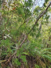 Lepidothamnus intermedius