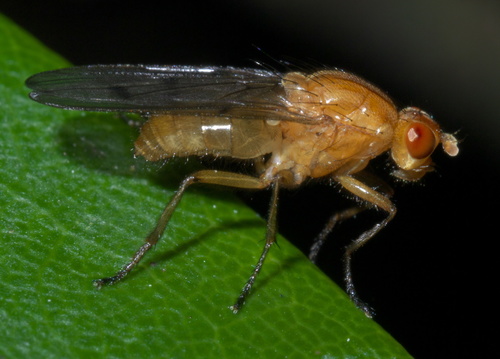 Hooded Dryomyza photo 4
