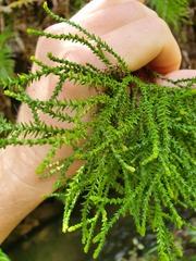 Lepidothamnus intermedius