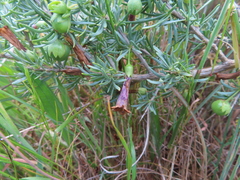 Lycium afrum, photograph (c) linkie, some rights reserved (CC BY)