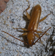 Smodicum cucujiforme