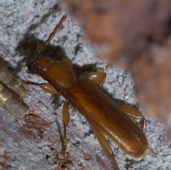 Smodicum cucujiforme