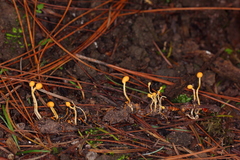 Ophiocordyceps sphecocephala