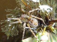 Dolomedes mizhoanus