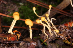 Ophiocordyceps sphecocephala