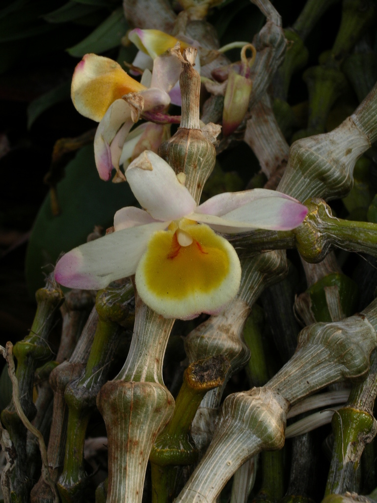 Dendrobium pendulum Roxb.