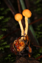 Ophiocordyceps sphecocephala