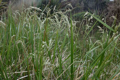 Anthoxanthum redolens