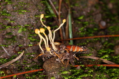 Ophiocordyceps sphecocephala