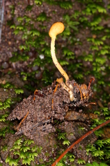 Ophiocordyceps sphecocephala