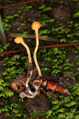 Ophiocordyceps sphecocephala