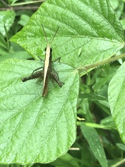 Maculiparia rotundata