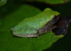 Variable Bush Frog photo 5