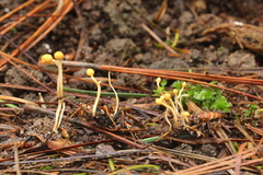 Ophiocordyceps sphecocephala