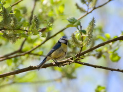 Cyanistes caeruleus