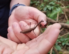 Statilia maculata maculata
