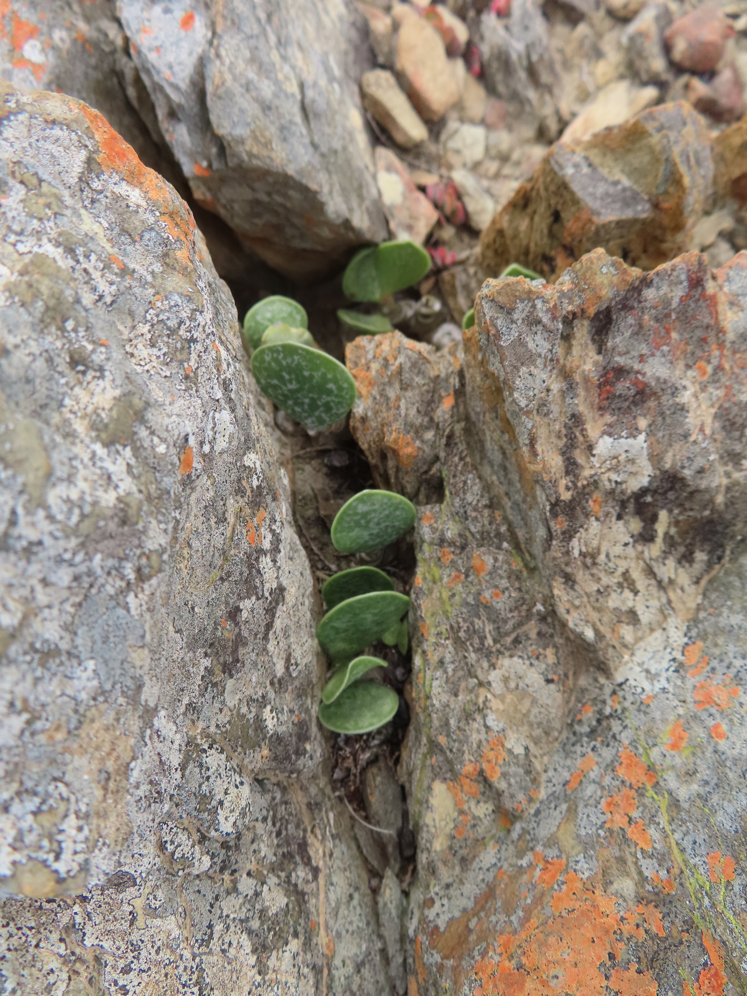 Adromischus hemisphaericus