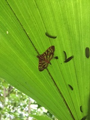 Arthromastix lauralis