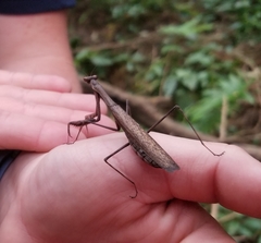 Statilia maculata maculata