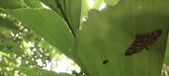 Arthromastix lauralis