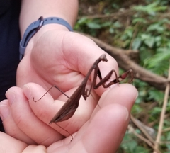 Statilia maculata maculata