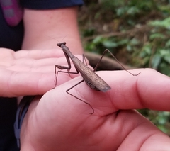 Statilia maculata maculata