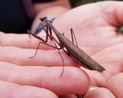 Statilia maculata maculata