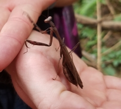 Statilia maculata maculata