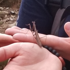 Statilia maculata maculata