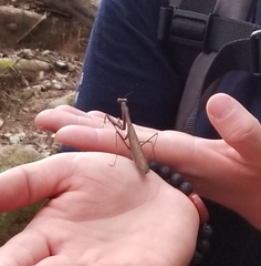 Statilia maculata maculata