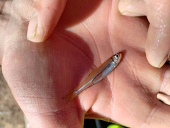 Transparent Sandy Sprat photo 1