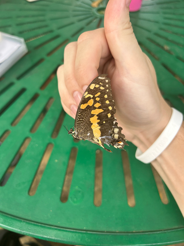 Citrus Swallowtail