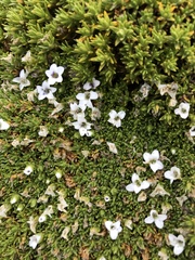 Arenaria dicranoides