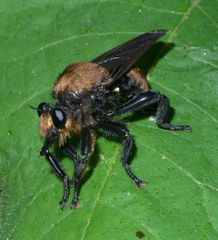 Laphria lata