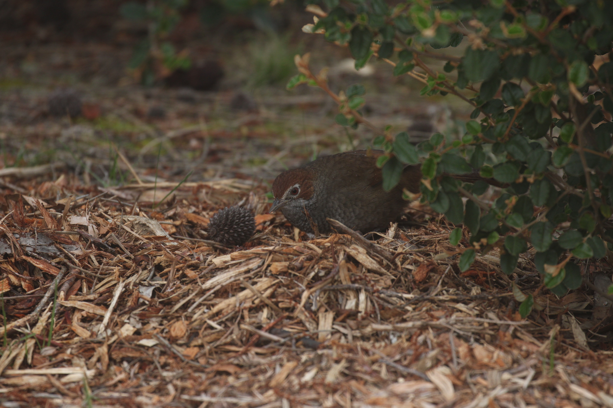 Rufous Bristlebird (Dasyornis broadbenti), photo 9