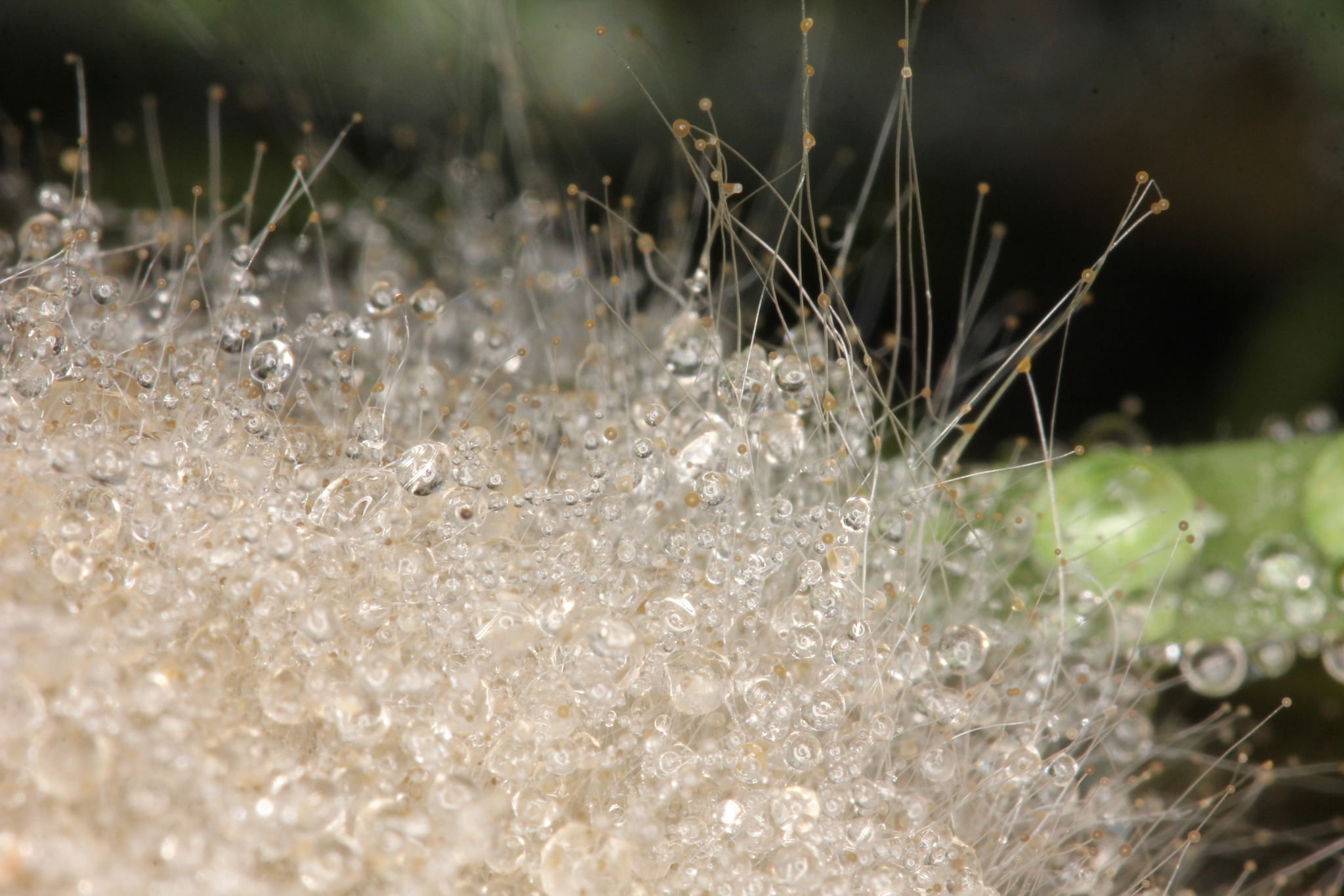 Phycomyces blakesleeanus image