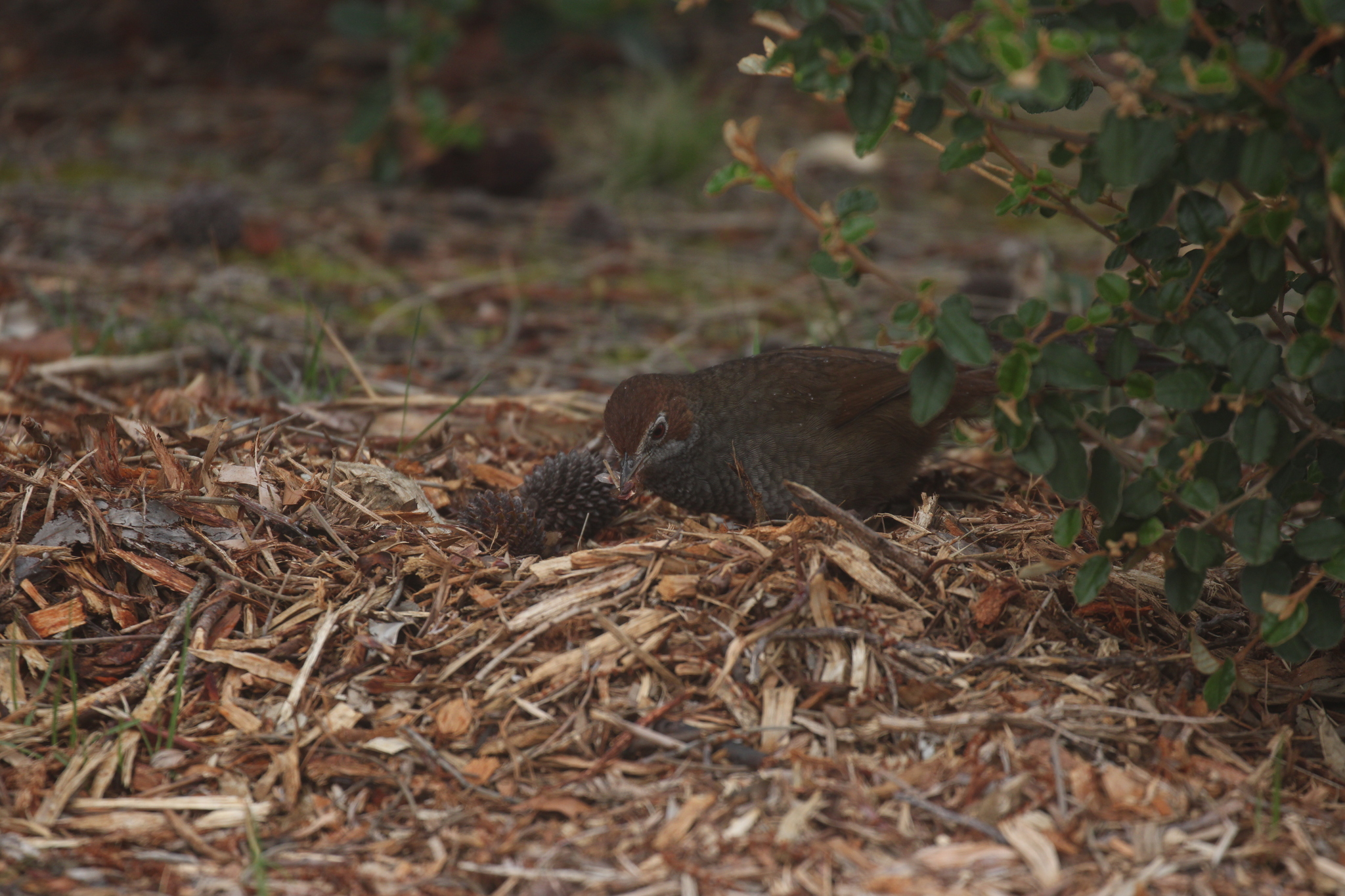 Rufous Bristlebird (Dasyornis broadbenti), photo 10